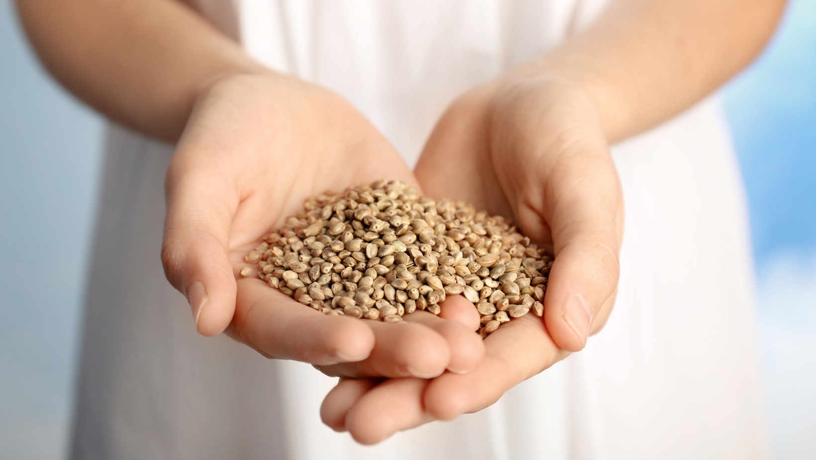 ženska v rokah drži kupček neoluščenih konopljinih semen